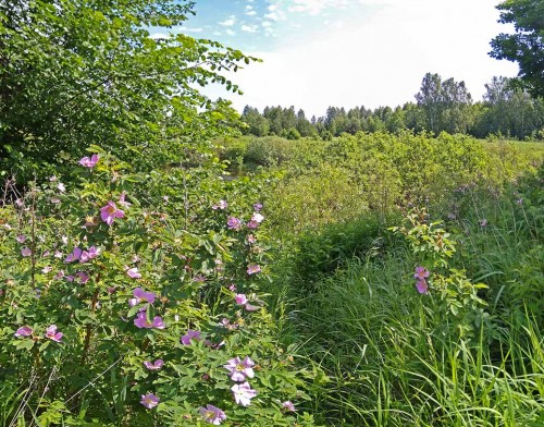 Ryb_12.06.2020-5.jpg