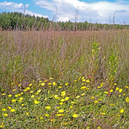 Ryb_14.06.2020-1.jpg