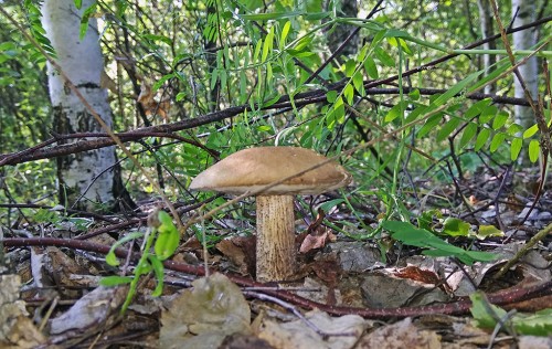 Les_03.07.2020-2.jpg
