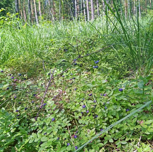 Les_07.07.2020-2.jpg