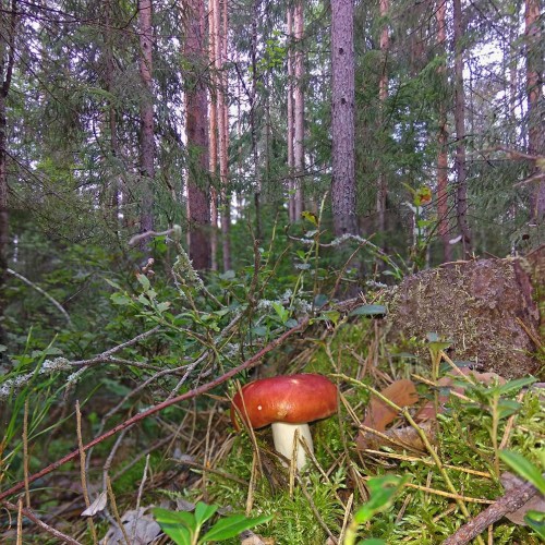 Les_05.08.2020-2.jpg