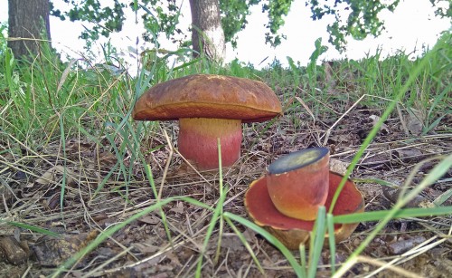 Les_15.08.2020-4.jpg