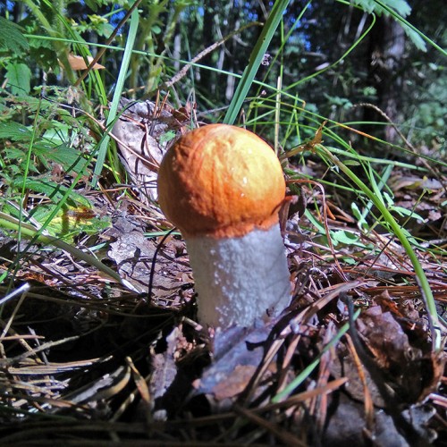 Les_15.08.2020-6.jpg