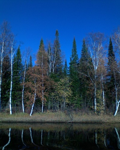 Tajga_15092011.jpg