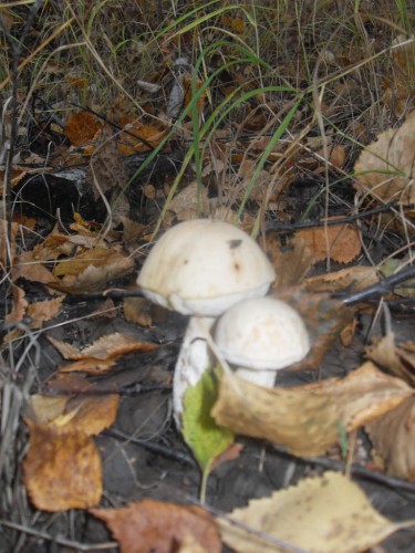 Tajga_Griby_13092011-1.jpg
