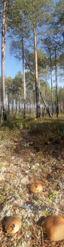 Tajga_Griby_13092011-2.jpg