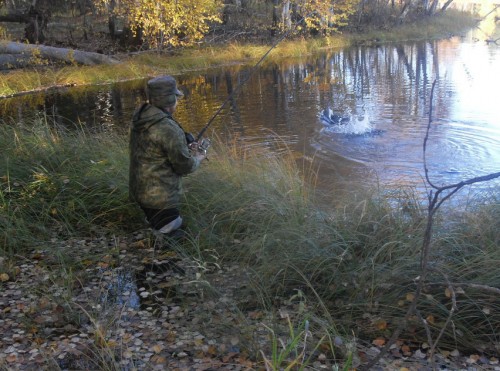 Ozero_Ryba_13092011-2.jpg