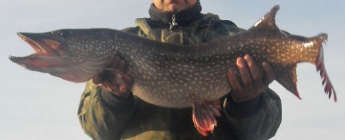 Ozero_Ryba_18092011-1.jpg