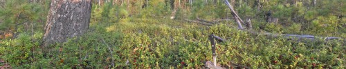 Tajga_Brusnika_17092011.jpg