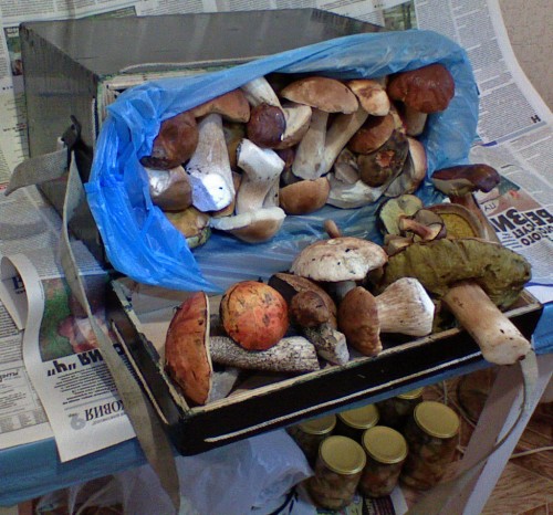 Griby_28092011.jpg