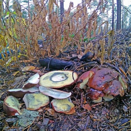 Les_24.10.2020-4.jpg