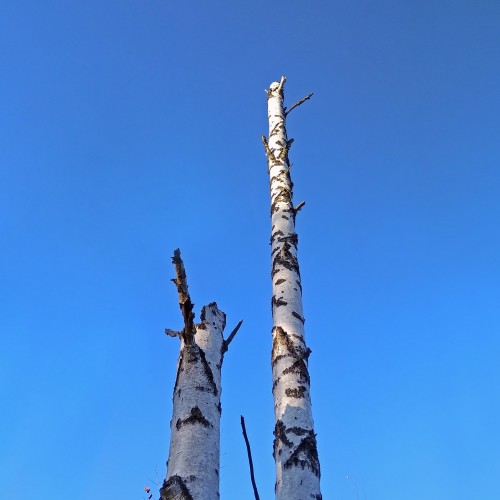 Les_03.11.2020-1.jpg
