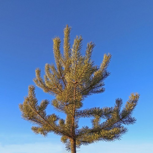Ryb_20.11.2020-3.jpg