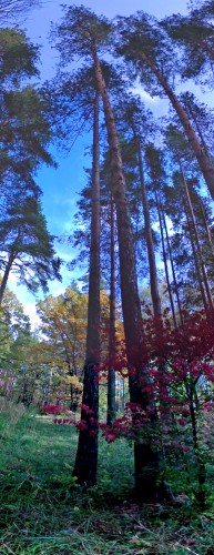 Griby_06102011-1.jpg