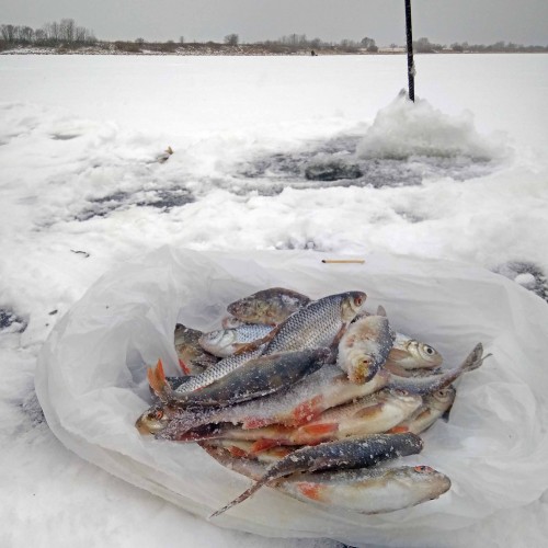 Ryb_15.12.2020-5.jpg