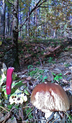 Griby_06102011-2.jpg