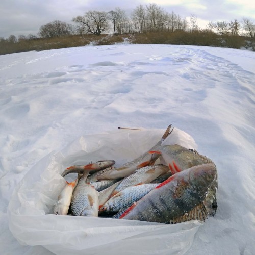 Ryb_21.12.2020-5.jpg