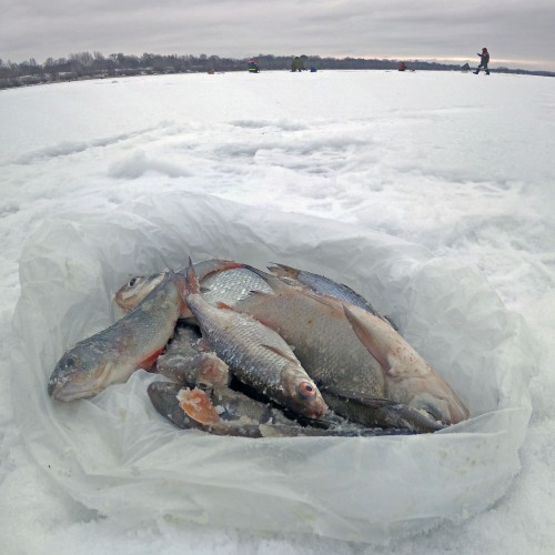 Ryb_23.12.2020-5.jpg