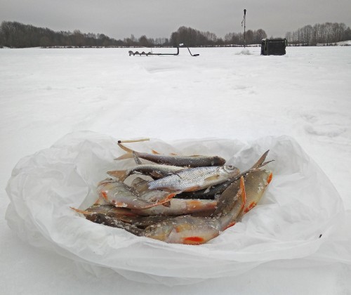 Ryb_24.12.2020-7.jpg