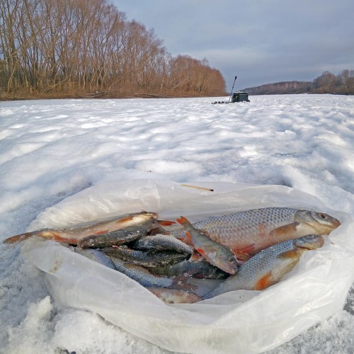 Ryb_28.12.2020-3.jpg