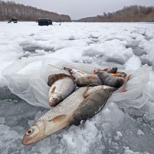 Ryb_03.01.2021-4.jpg