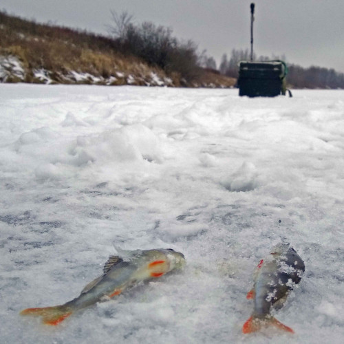 Ryb_05.01.2021-3.jpg