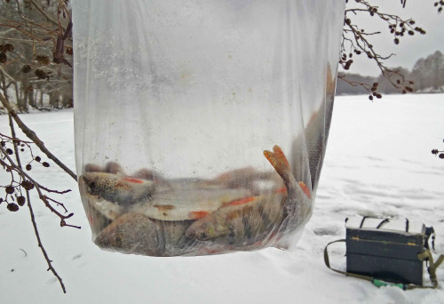 Ryb_07.01.2021-5.jpg