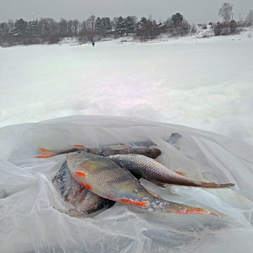Ryb_15.01.2021-4.jpg