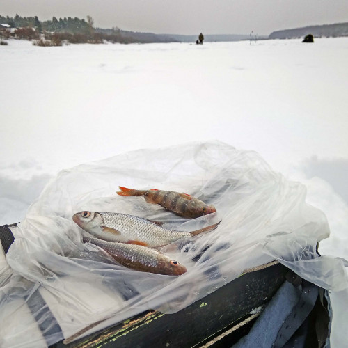 Ryb_22.01.2021-4.jpg