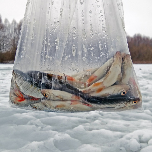 Ryb_28.01.2021-6.jpg