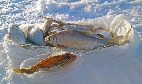 Ryb_02.02.2021-2.jpg