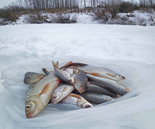 Ryb_04.02.2021-9.jpg
