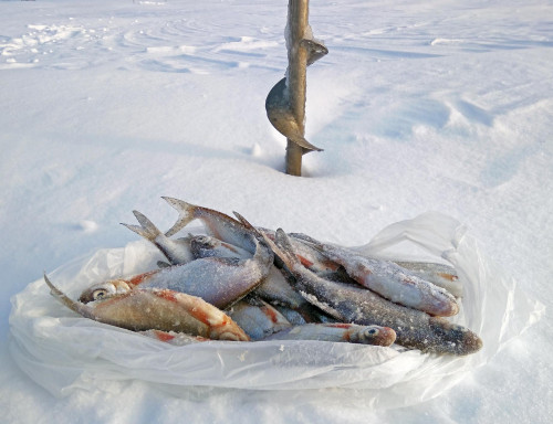 Ryb_05.02.2021-2.jpg