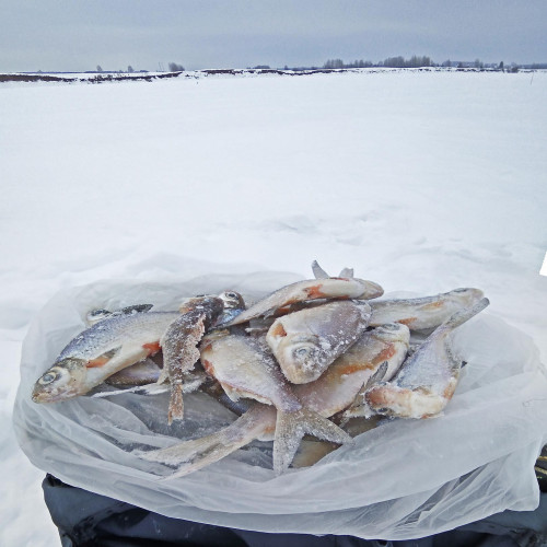 Ryb_09.02.2021-2.jpg