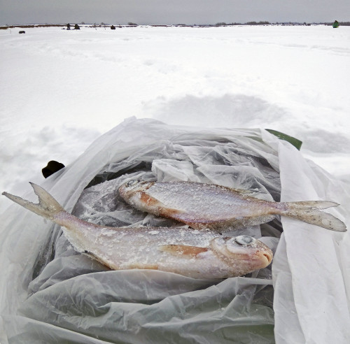 Ryb_11.02.2021-2.jpg