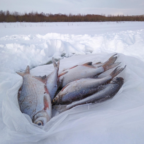 Ryb_13.02.2021-3.jpg