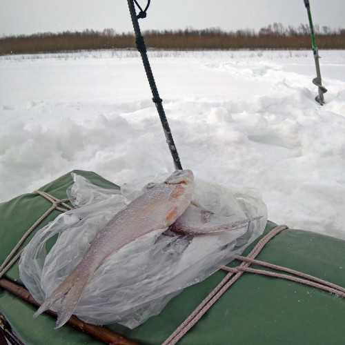 Ryb_17.02.2021-3.jpg
