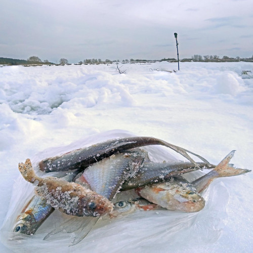Ryb_27.02.2021-6.jpg