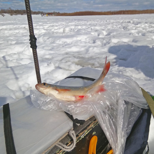 Ryb_03.03.2021-6.jpg