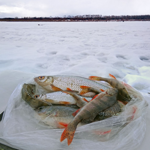 Ryb_05.03.2021-8.jpg