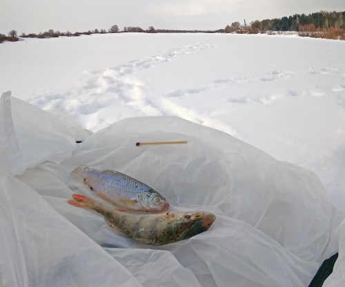 Ryb_09.03.2021-5.jpg