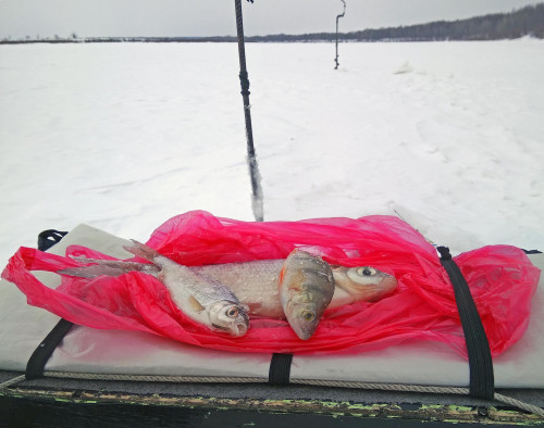 Ryb_13.03.2021-4.jpg