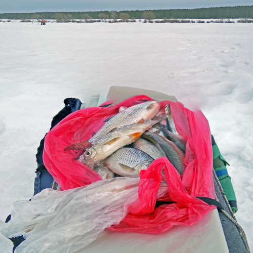 Ryb_15.03.2021-5.jpg