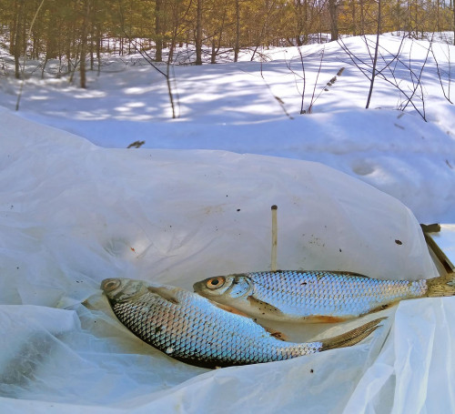 Ryb_23.03.2021-9.jpg