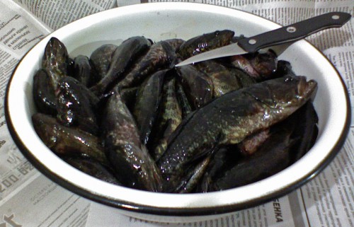 Rotan_11112011-1a.jpg