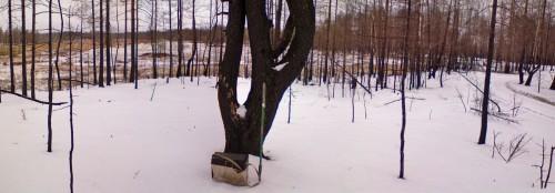 Rotan_11112011-2.jpg