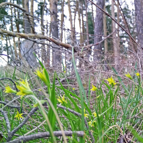Les_20.04.2021-3.jpg