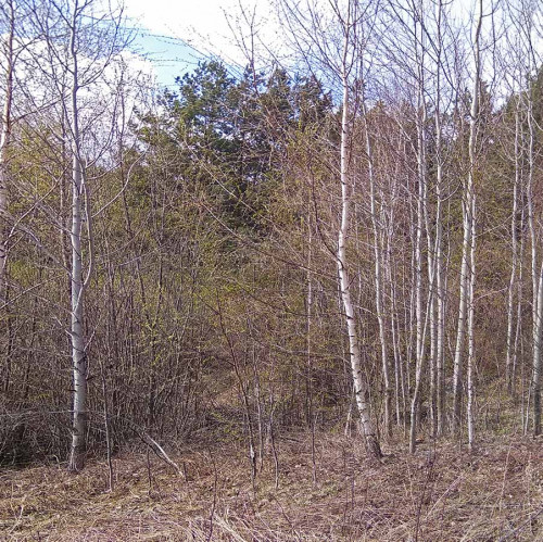 Les_24.04.2021-1.jpg