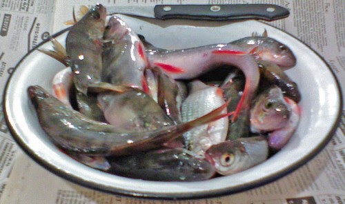 NVereja_14112011-4.jpg