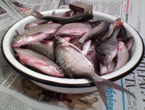 Ulov_05022011.jpg